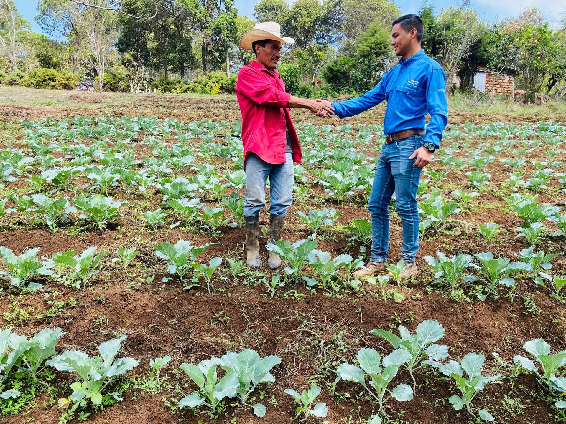 Asesor de AgroMoney y productor se estrechan la mano en un cultivo de repollo
