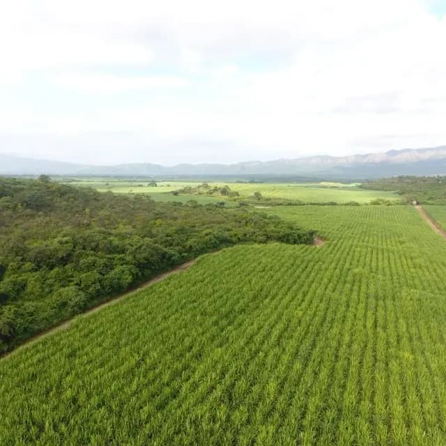 Cañaverales junto a una franja de bosque