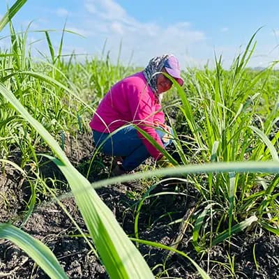 Colaboradora trabajando entre la caña de azúcar