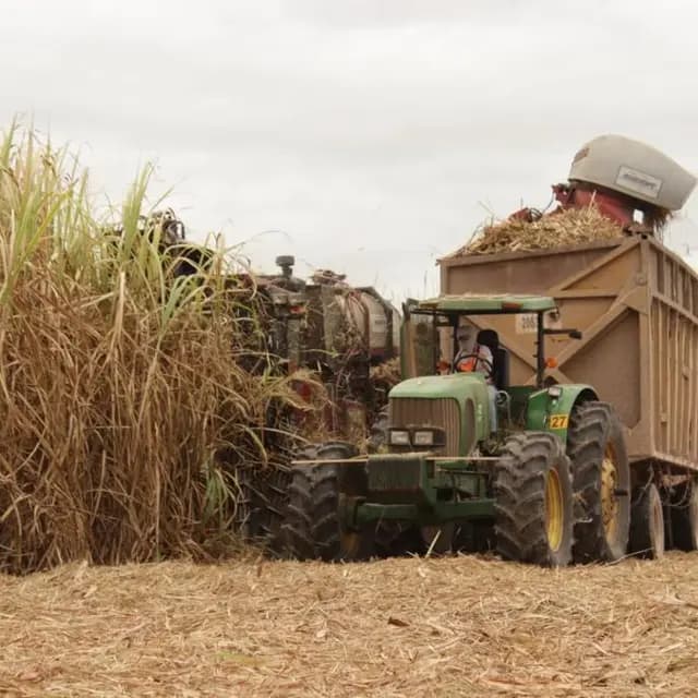 Tractor y remolque durante la cosecha de caña
