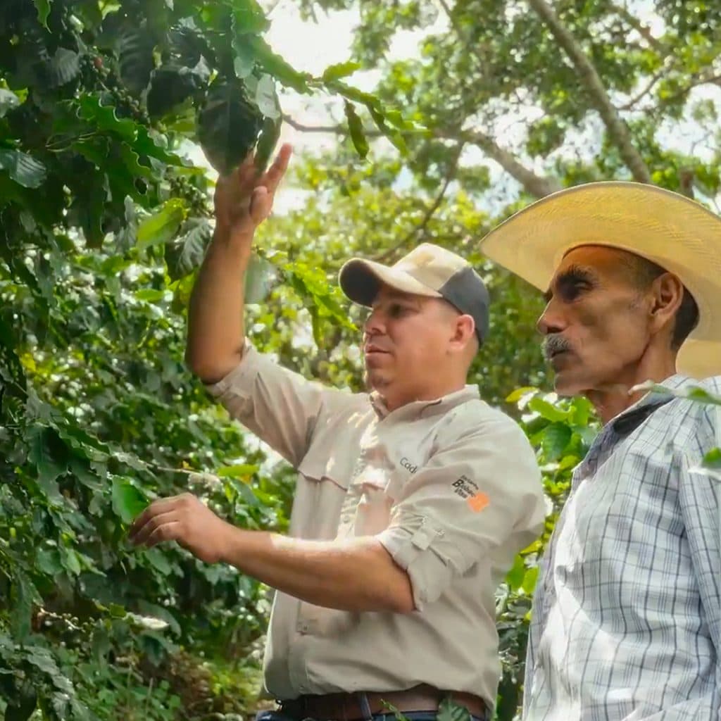 Asesor técnico y productor revisan una planta de café