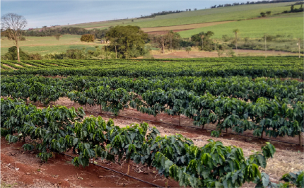 Alternativa para el Control de Malezas en Sorgo y Maicillo