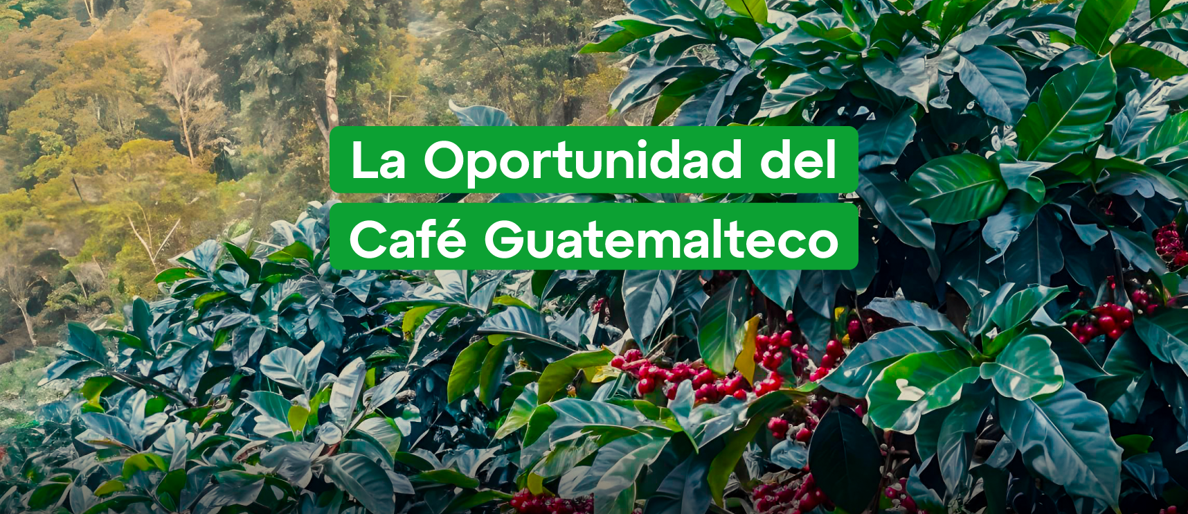 Café Guatemalteco