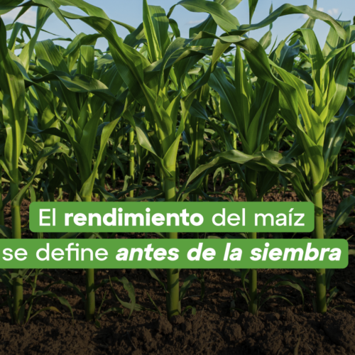 Mayor rendimiento en tu maíz con estos 5 pasos: